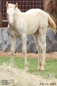 Hancocks Blu Hanna's 2022 Cremello colt